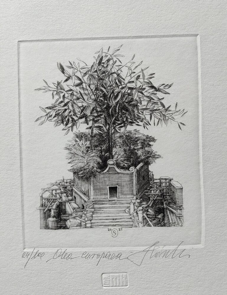 Olea euopaea