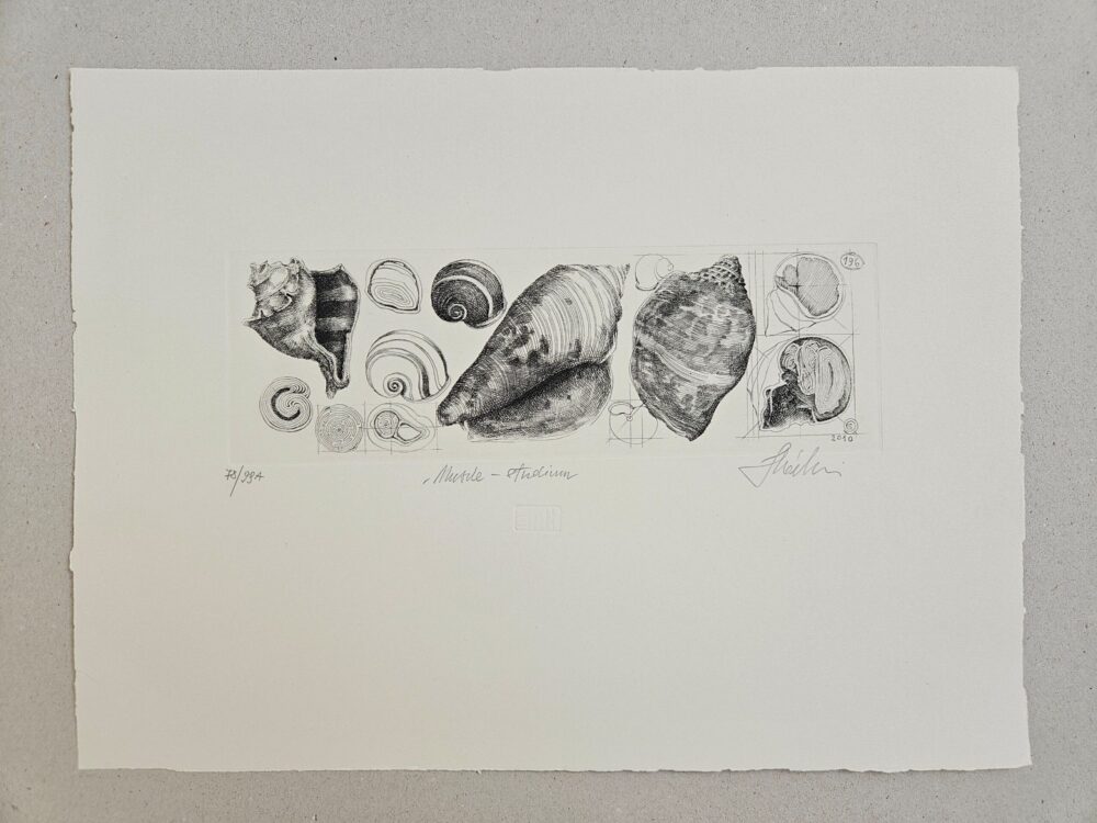 Muszle - studium